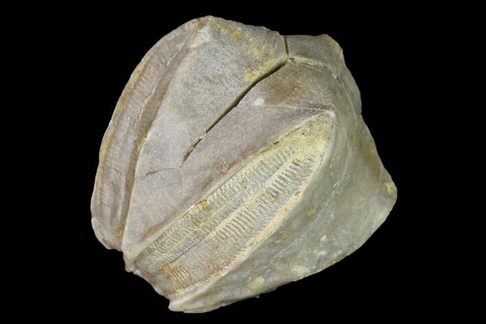 Blastoid (Pentremites) Fossil - Tennessee #142114